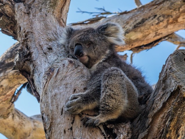 foto de isla Rottnest Island